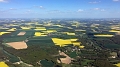 colza_77